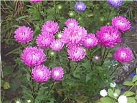 3980d3f9-Picture 001.jpg